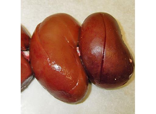 Lamb Kidney 2 per pack (160g)