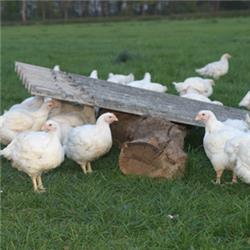 FREE Range Chicken - COPAS, LARGE