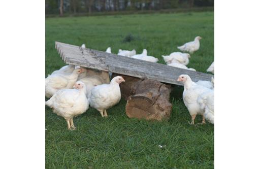 FREE Range Chicken -  LARGE