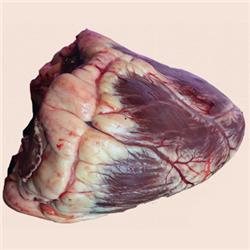 Ox Heart