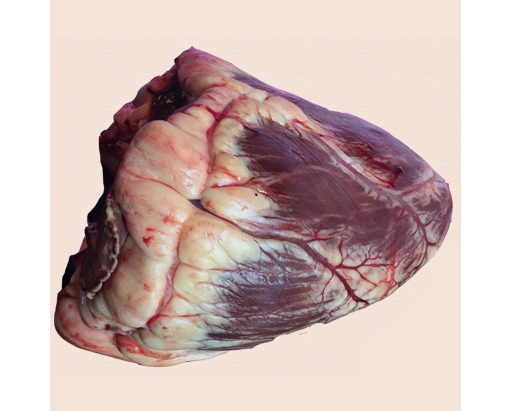 Ox Heart